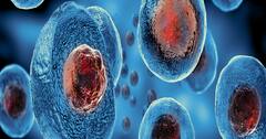 The Science of Stem Cells